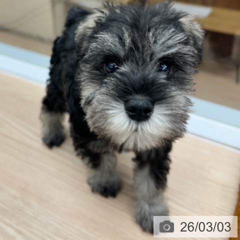 京都府のミニチュアシュナウザー (ペットプラス 京都桂川店/2026年1月1日生まれ/女の子/ソルトペッパー)の子犬の4枚目の画像