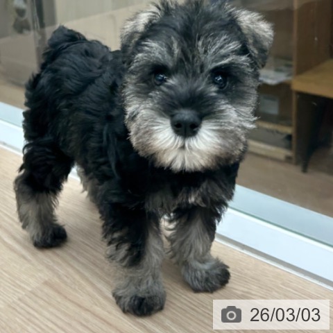 京都府のミニチュアシュナウザー (ペットプラス 京都桂川店/2026年1月1日生まれ/女の子/ソルトペッパー)の子犬の3枚目の画像