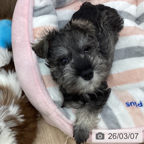 ミニチュア・シュナウザーの写真