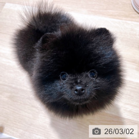 ポメラニアンの写真