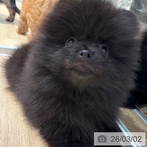 ポメラニアンの写真