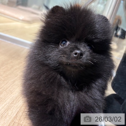 ポメラニアンの写真