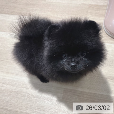 ポメラニアンの写真