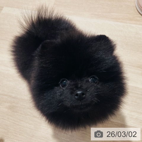 ポメラニアンの写真