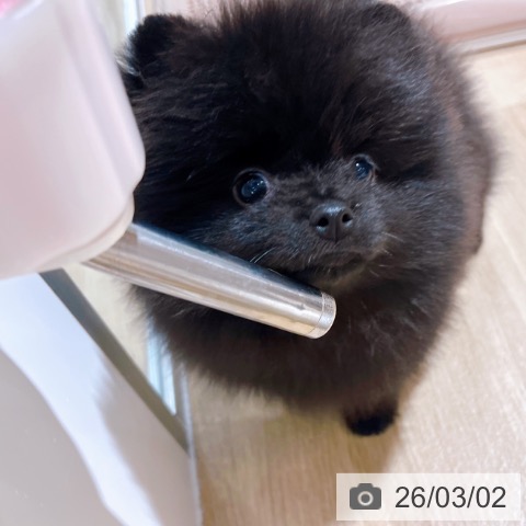 ポメラニアンの写真