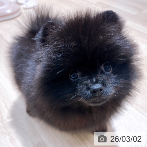 ポメラニアンの写真