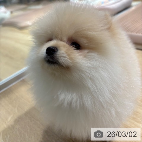 ポメラニアンの写真