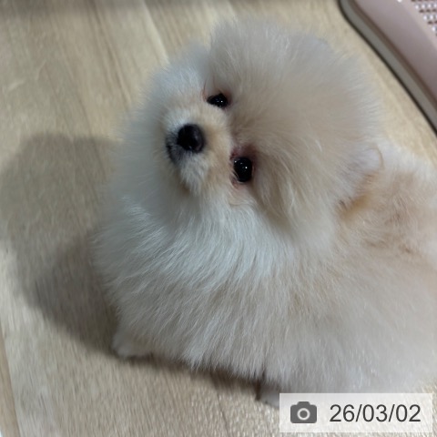 ポメラニアンの写真