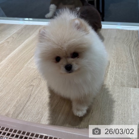 ポメラニアンの写真