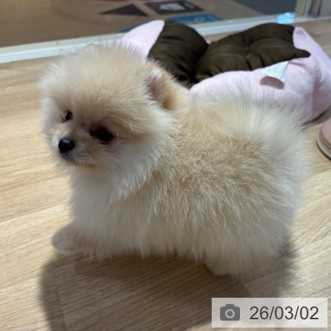 ポメラニアンの写真