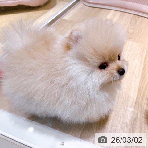 ポメラニアンの写真
