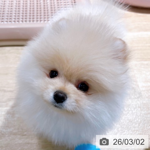ポメラニアンの写真