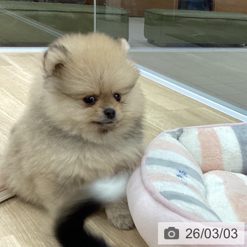 大阪府のポメラニアン (ペットプラス りんくう泉南店/2025年12月30日生まれ/男の子/オレンジ)の子犬の4枚目の画像