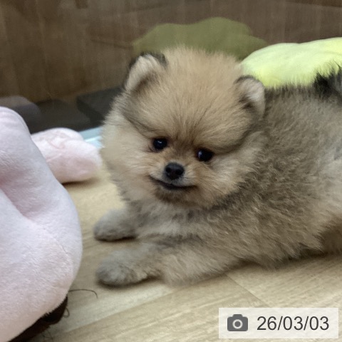大阪府のポメラニアン (ペットプラス りんくう泉南店/2025年12月30日生まれ/男の子/オレンジ)の子犬の3枚目の画像