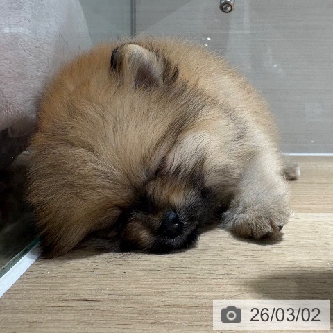 ポメラニアンの写真