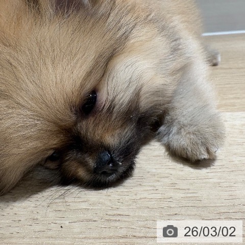 ポメラニアンの写真