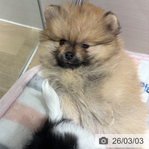 兵庫県のポメラニアン (ペットプラス 神戸三宮店/2025年12月30日生まれ/女の子/オレンジ)の子犬の3枚目の画像