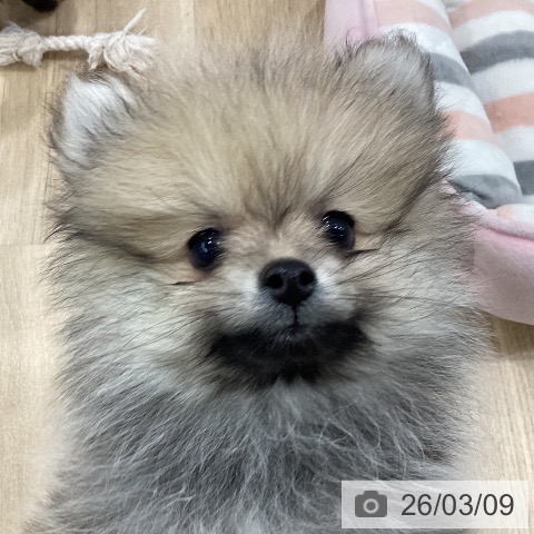 新潟県のポメラニアン (ペットプラス 新潟南店/2026年1月2日生まれ/男の子/クリームセーブル)の子犬の4枚目の画像