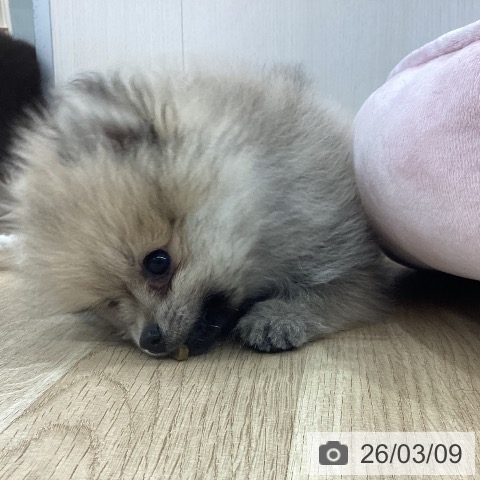 新潟県のポメラニアン (ペットプラス 新潟南店/2026年1月2日生まれ/男の子/クリームセーブル)の子犬の3枚目の画像