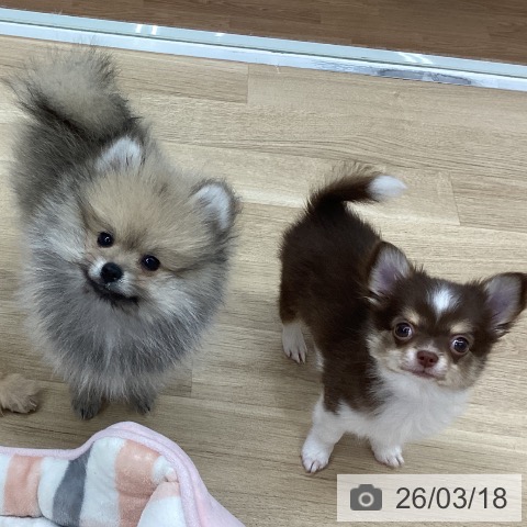 新潟県のポメラニアン (ペットプラス 新潟南店/2026年1月2日生まれ/男の子/クリームセーブル)の子犬の3枚目の画像