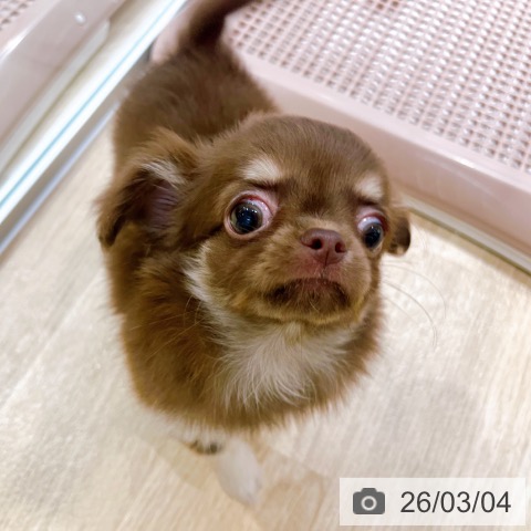 大阪府のチワワ(ロング) (ペットプラス イオン大日店/2025年12月31日生まれ/女の子/チョコレートタン)の子犬の4枚目の画像