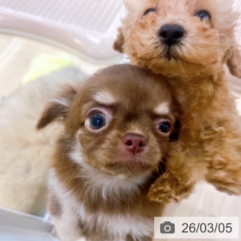 大阪府のチワワ(ロング) (ペットプラス イオン大日店/2025年12月31日生まれ/女の子/チョコレートタン)の子犬の3枚目の画像