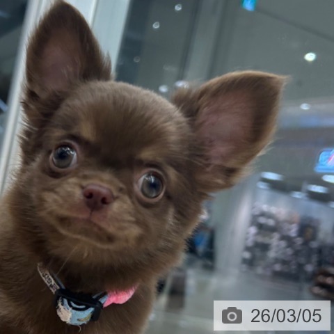 京都府のチワワ(ロング) (ペットプラス 京都桂川店/2025年12月31日生まれ/女の子/チョコレートタン)の子犬の4枚目の画像