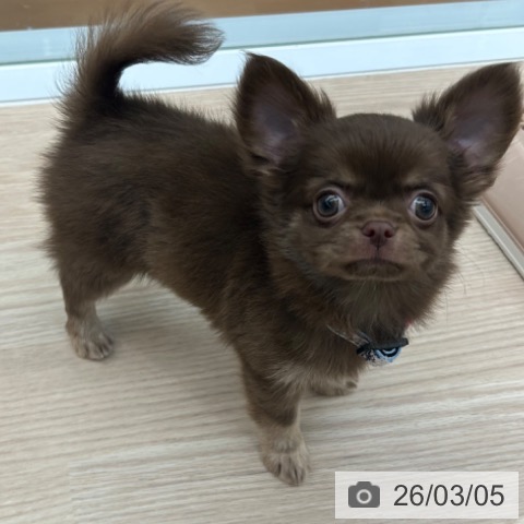 京都府のチワワ(ロング) (ペットプラス 京都桂川店/2025年12月31日生まれ/女の子/チョコレートタン)の子犬の3枚目の画像