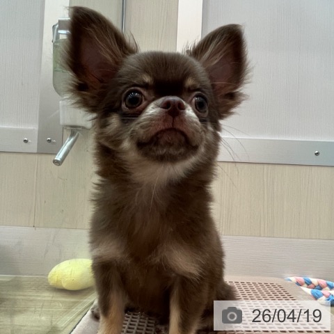 兵庫県のチワワ(ロング) (ペットプラス 姫路大津店/2025年12月31日生まれ/女の子/チョコレートタン)の子犬の3枚目の画像