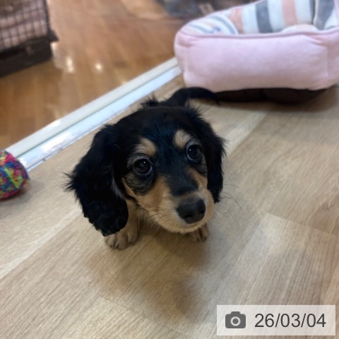 ミニチュア・ダックスフンドの写真