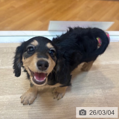 ミニチュア・ダックスフンドの写真