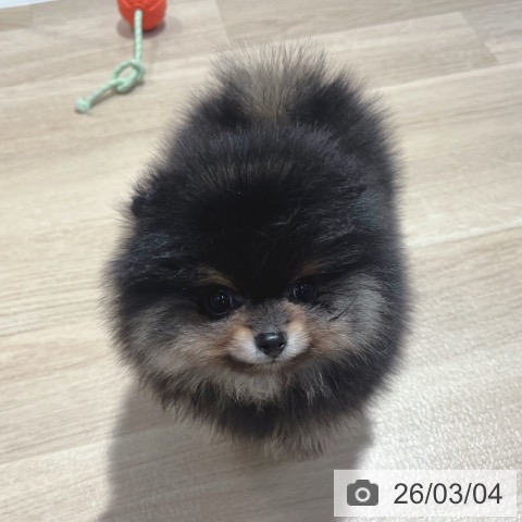 ポメラニアンの写真