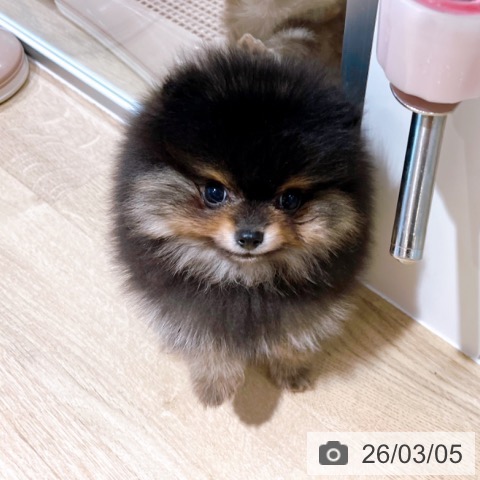 ポメラニアンの写真