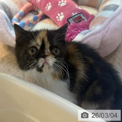 エキゾチックの写真