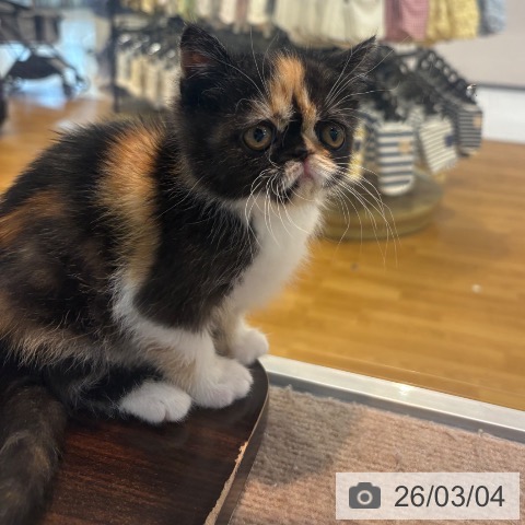 エキゾチックの写真