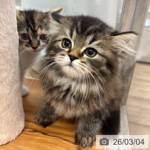 大阪府のラガマフィン (ペットプラス イオン大日店/2025年12月25日生まれ/男の子/ブラウンタビー)の子猫の4枚目の画像