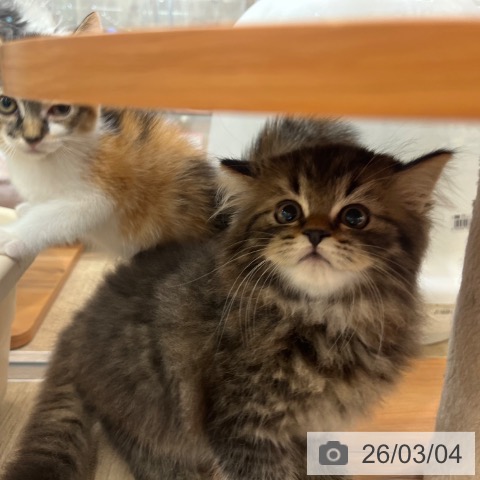 大阪府のラガマフィン (ペットプラス イオン大日店/2025年12月25日生まれ/男の子/ブラウンタビー)の子猫の3枚目の画像