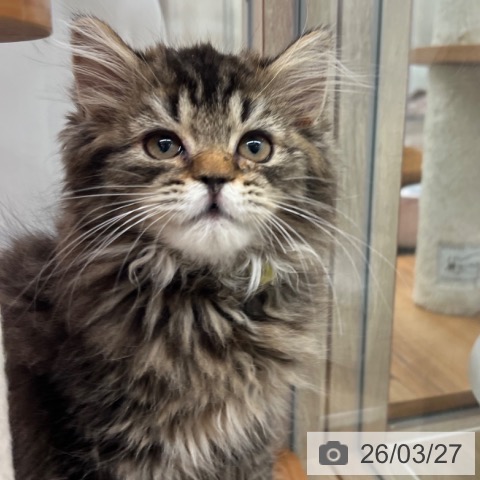 大阪府のラガマフィン (ペットプラス イオン大日店/2025年12月25日生まれ/男の子/ブラウンタビー)の子猫の3枚目の画像