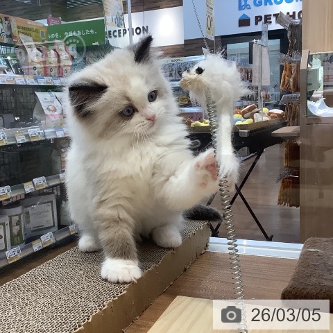 ラグドールの写真