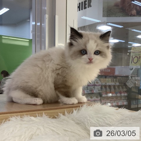 ラグドールの写真