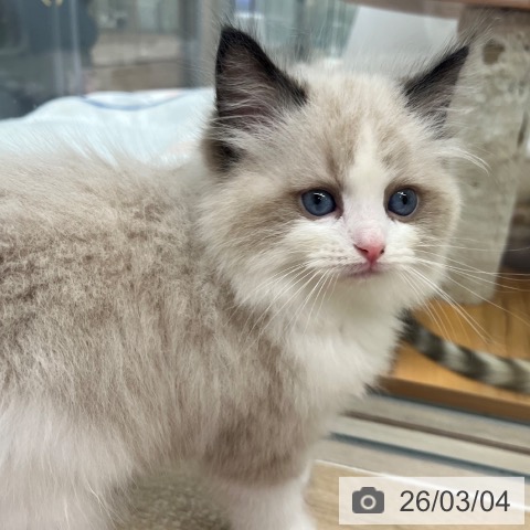 ラグドールの写真