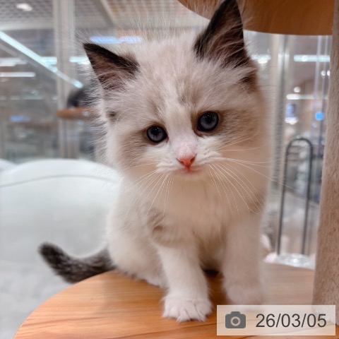 ラグドールの写真