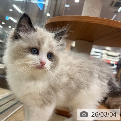 ラグドールの写真