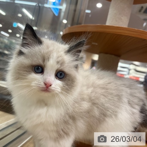 ラグドールの写真