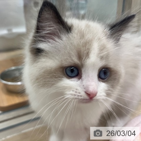 ラグドールの写真