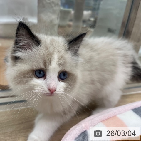 ラグドールの写真