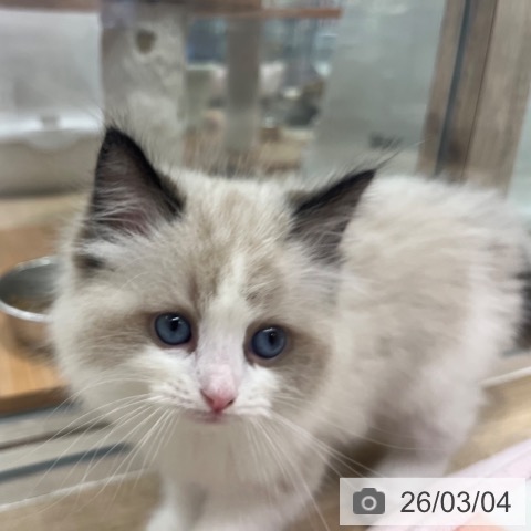 ラグドールの写真