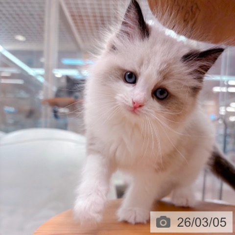 ラグドールの写真