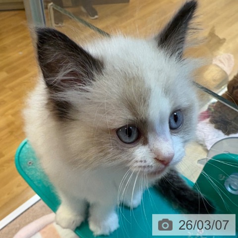 京都府のラグドール (ペットプラス イオンモールKYOTO店/2026年1月1日生まれ/女の子/シールポイントバイカラー)の子猫の4枚目の画像