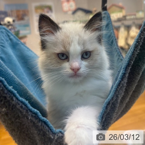 京都府のラグドール (ペットプラス イオンモールKYOTO店/2026年1月1日生まれ/女の子/シールポイントバイカラー)の子猫の3枚目の画像